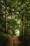 Vertical shot of an empty path amid a dense green forest