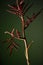 Vertical shot of a Erythrina plant on a dark green background