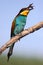 Vertical shot of a European bee-eater eating a bee on the tree branch under the sunlight