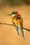 Vertical shot of a European bee-eater perched on a branch on a blurry golden background