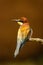 Vertical shot of a European bee-eater perched on a branch on a blurry golden background