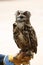 Vertical shot of a European owl sitting on a hand of a person and looking ahead