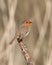 Vertical shot of an European robin redbreast bird perching on dead broken tree branch