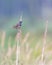 Vertical shot of a European swallow perched on a dry plant