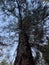 Vertical shot of an evergreen tree against the blue sky