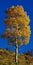 Vertical shot f an aspen covered with autumn leaves