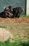 Vertical shot of a family of apes sitting near a metal gate of a zoo