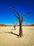 Vertical shot of famous Deadvlei  white clay pan in Namib-Naukluft Park in Namibia
