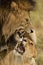 Vertical shot of a father lion with its baby in the Serengeti National Park