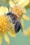 Vertical shot of a female andrena haemorrhoa mining bee on a yellow senecio flower