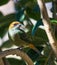 Vertical shot of a female chestnut-backed tanager bird standing on a branch with leaves around