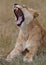 Vertical shot of a female lion roaring in Serengeti National Park
