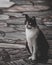 Vertical shot of a feral black and white cat with big eyes sitting on a stone covered ground