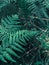 Vertical shot of fern branches