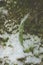 Vertical shot of a fern covered with ice