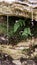 Vertical shot of fern leaves and mosses on woods with raindrops on it