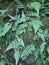 Vertical shot of ferns emerging from moss on the Big Island of Hawaii, great for background