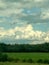 Vertical shot of a field with the background of a dense forest