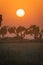 Vertical shot of a field covered in the grass and trees during a breathtaking sunset in Salamanca