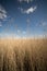 Vertical shot of a field of dry tall yellow grass with the bright calm sky in the background