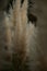 Vertical shot of a field of pampas grass (Cortaderia selloana) - perfect for wallpapers