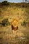 Vertical shot of a fierce lion walking in a safari in Botswana