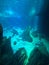 Vertical shot of fish swimming in clear water in Aquarium with green Algaes in it