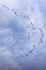 Vertical shot of a flock of birds flying in a cloudy sky above Kenai Fjords, Alaska