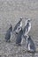 Vertical shot of a flock of black and white penguins standing on the stony shore