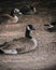 Vertical shot of a flock of Canadian geese in a park