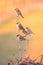 Vertical shot of a flock of Eurasian tree sparrows perched on a twig