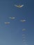 Vertical shot of a flock of swans flying in the beautiful blue sky in formation