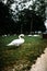 Vertical shot of a flock of swans Lake Atter coast, Austria