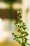Vertical shot of flowering basil under the sunlight with a blurred background