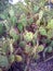 Vertical shot of a flowering cactus - rare phenomenon