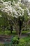 Vertical shot of a flowering dogwood tree in a garden