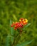 Vertical shot of flowering Mexican Butterfly Weed
