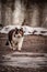 Vertical shot of the fluffy Calico cat (Felis catus) walking on the asphalt on a blurry background