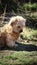 Vertical shot of the fluffy Dutch Smoushond puppy (Hollandse Smoushond, Dutch Ratter) in the garden