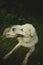 Vertical shot of a fluffy white Maremmano sheepdog on a grassy green field