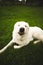 Vertical shot of a fluffy white Maremmano sheepdog on a grassy green field
