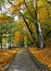 Vertical shot of the footpath of the park on an autumn d