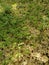 Vertical shot of forest cones on the ground