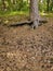 Vertical shot of forest cones on the ground