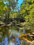 Vertical shot of a forest landscape with a river and short stone bridge on a sunny day