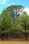 Vertical shot of the forest of pinus canariensis on El Hierro island