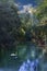 Vertical shot of a forest in the river with a white swan in the water