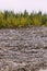 Vertical shot of a forest on the shore of a dried-out lake with stones on the ground