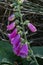 Vertical shot of a foxglove with several blossoms and buds