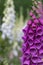 Vertical shot of a Foxgloves flower plant